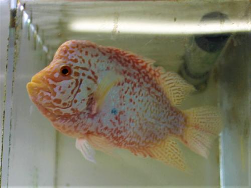 ゴールデン・キングカムファ １８cm± www.cmtuntum.ma.gov.br
