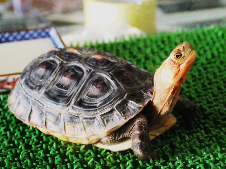 セマルハコガメ　甲長１５ｃｍ±
