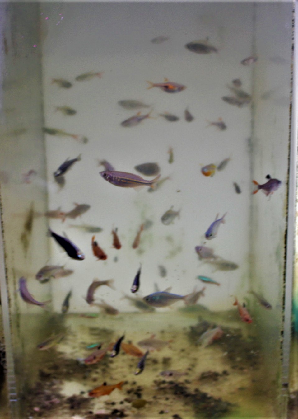 小型熱帯魚　５０匹程　まとめて３，０００円
