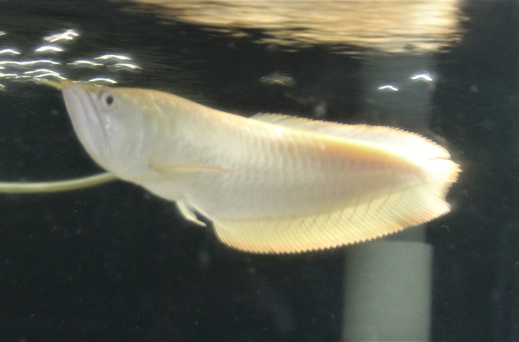 目ダレ無し　アルビノ・シルバーアロワナ　28ｃｍ±