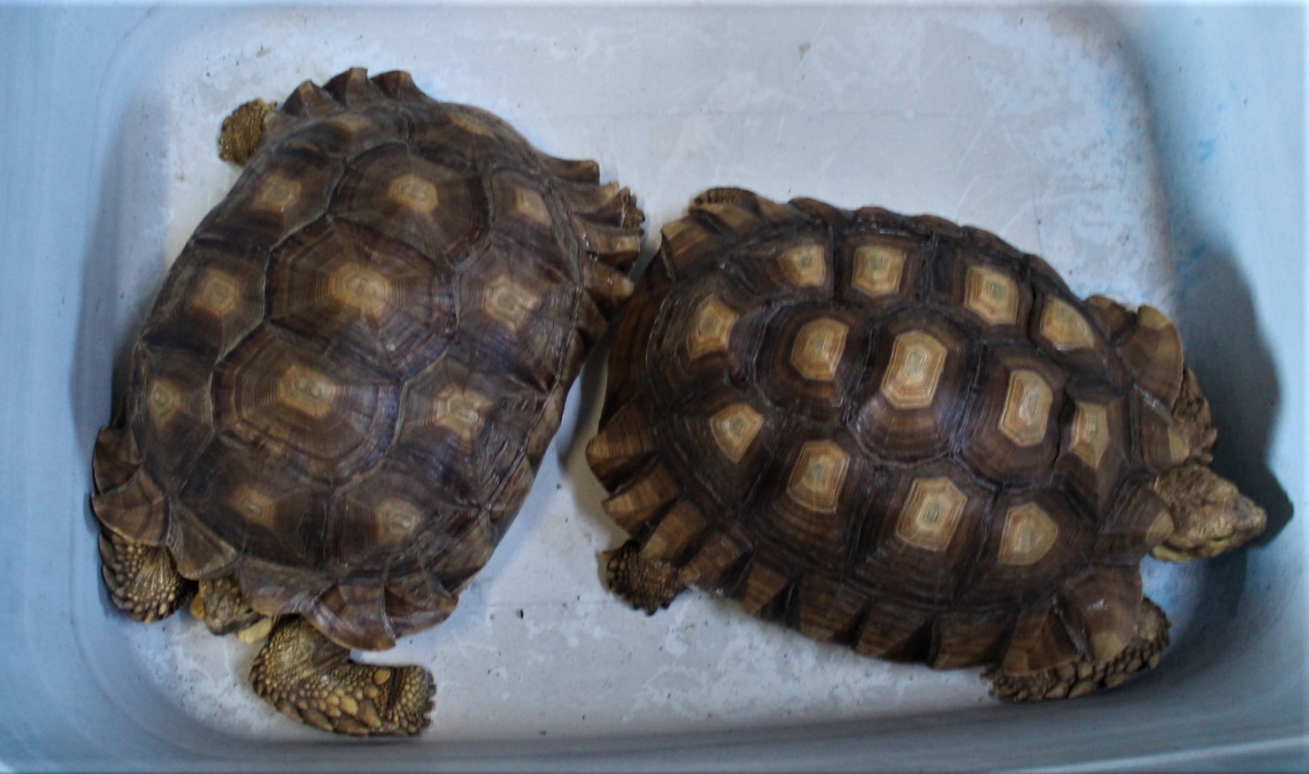 ケヅメリクガメ　甲長３３cm±　ペア