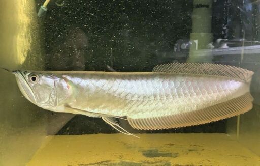 シルバーアロワナ　40cm±