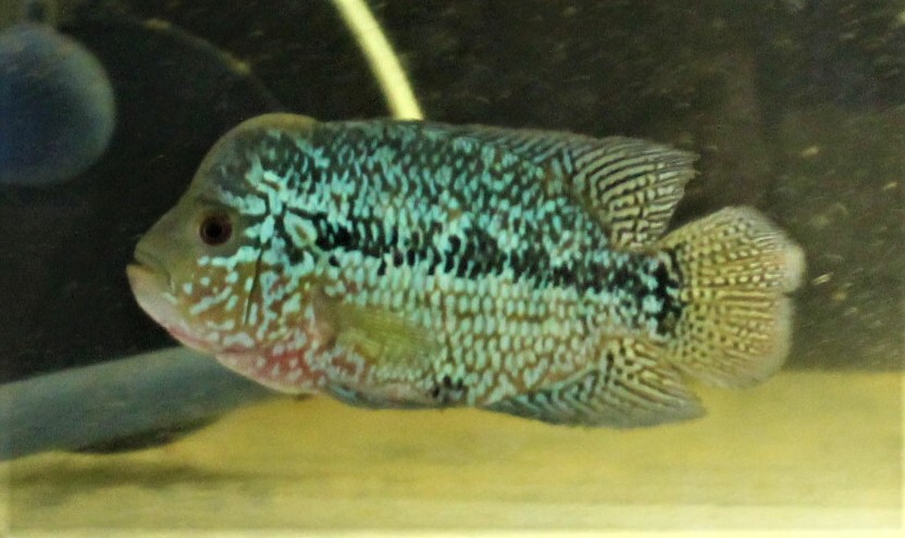 カンファ　フラワーホーン　オス　１３ｃｍ±