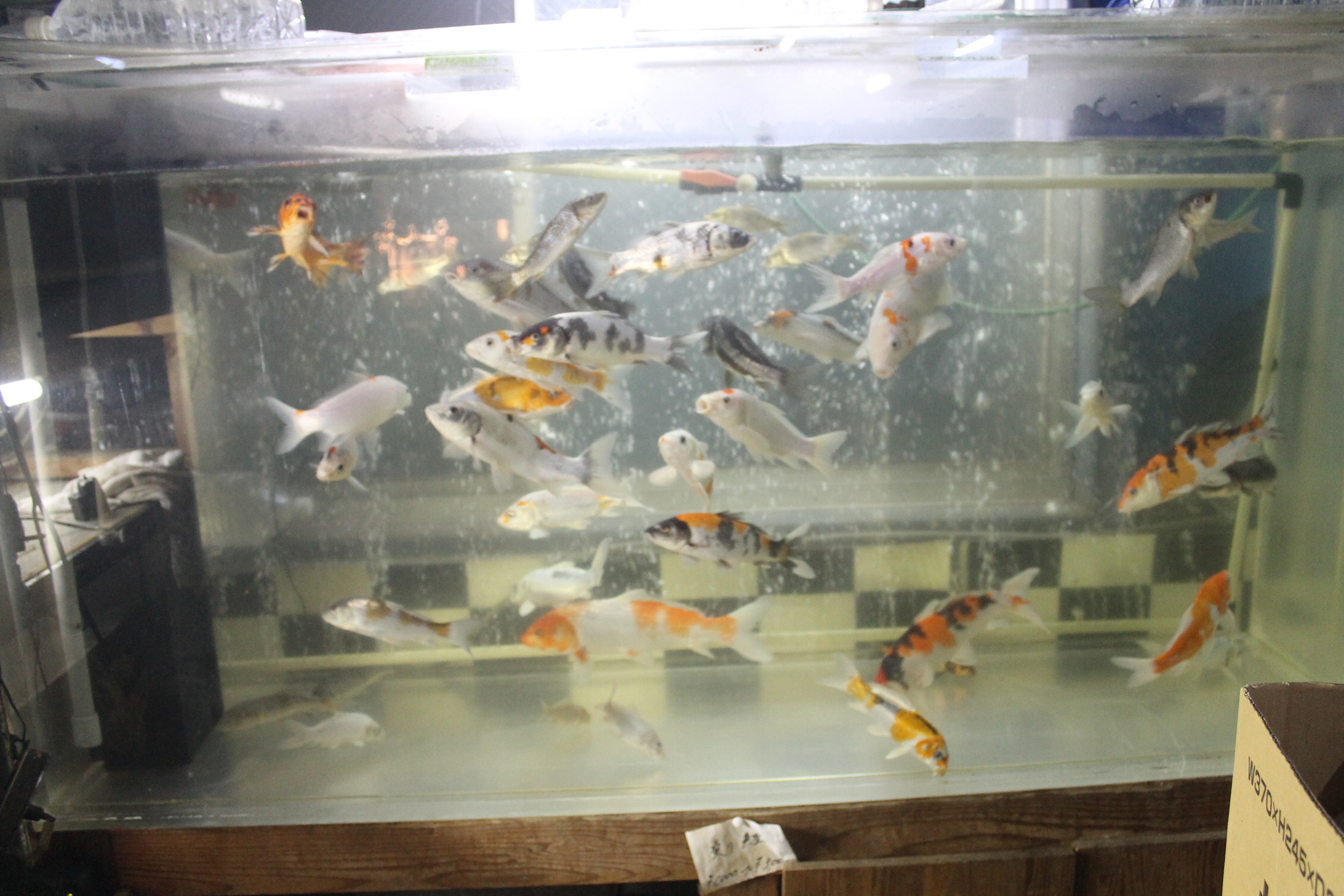 変わり鯉　当歳魚　20ｃｍ～25ｃｍ± ２，０００円～３，０００円