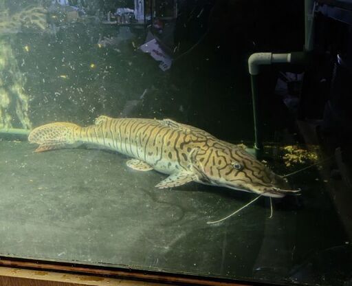 タイガーシャベルノーズ 70cm オーバー