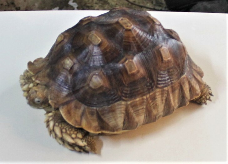 ケヅメリクガメ　甲長20cｍ±　メス